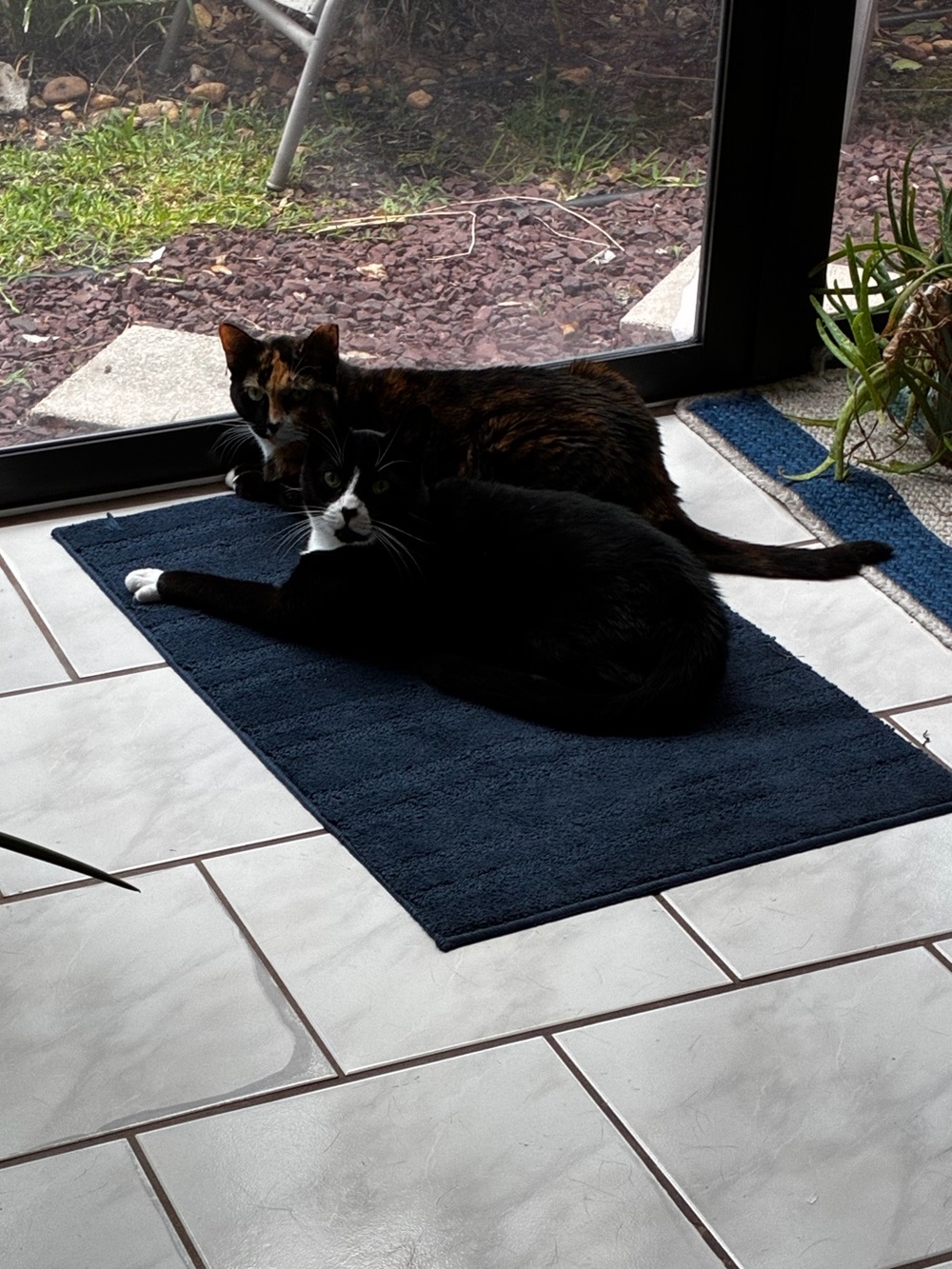 🐈⬛ Peak-A-Boo!🤭Sunday🐈⬛Live🎆Share Show 🐈⬛ - Picture 6 of 8